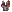 Icon of Carnation Shirt